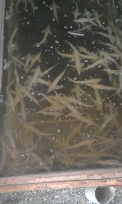 Ryby do oczka wodnego Jesiotr Albinos Karaś koi Amur Tołpyga Lin Karp