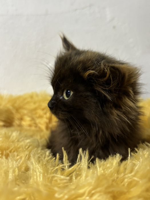 Кошеня в добрі руки