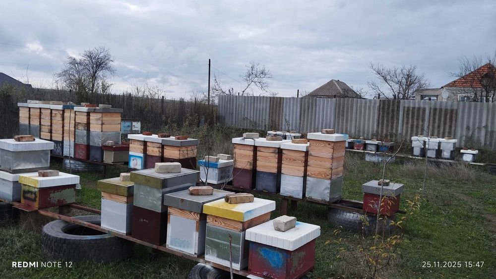 Продам пасіку 100шт