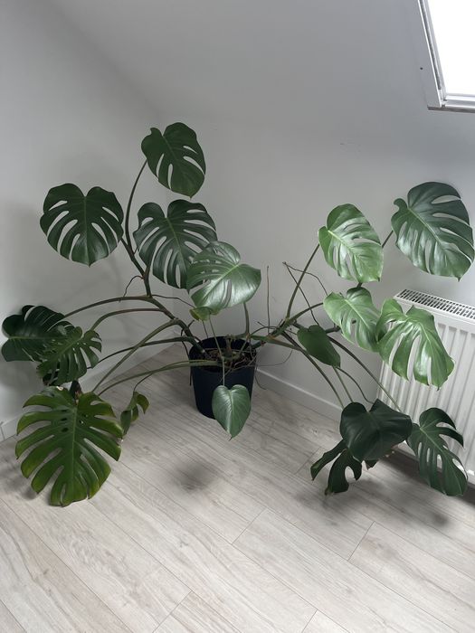 Zamieniam roslinki na koty ;) monstera  3 odnogi