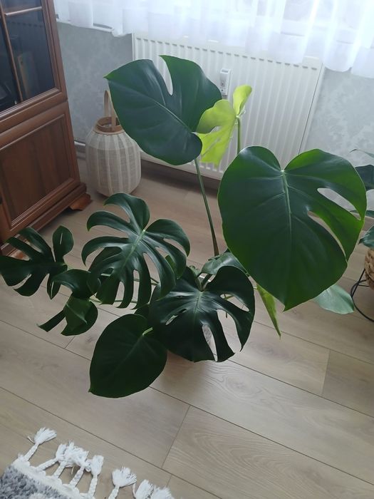 Monstera kwiat w doniczce