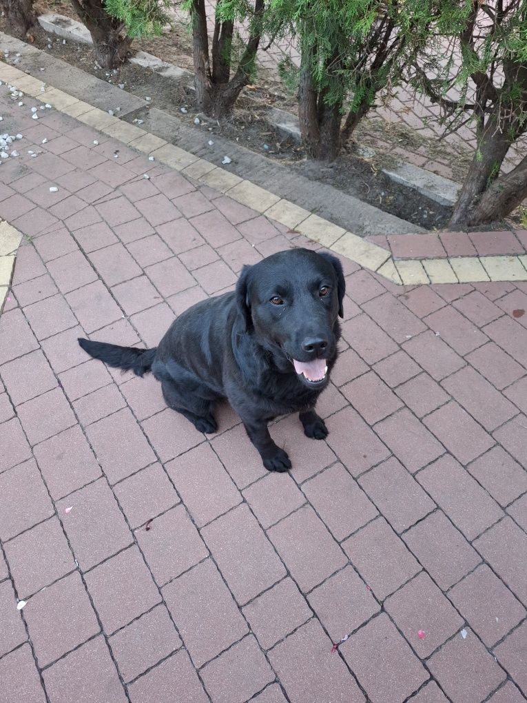 Oddam za darmo labradora