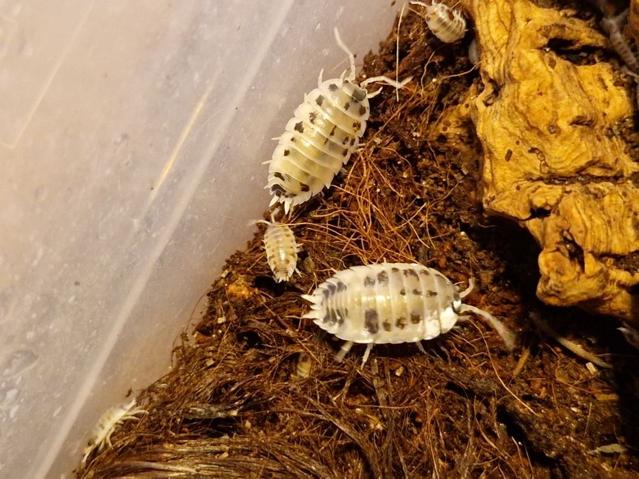 Porcellio laevis „Dairy cow” Prosionki Isopods