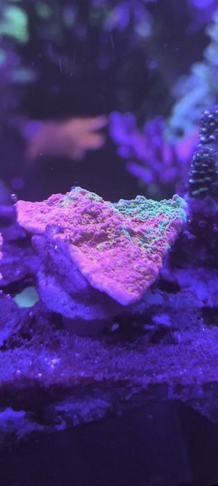 Vários frags corais