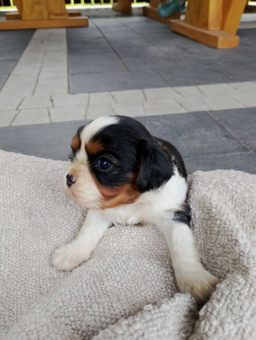 Cavalier King Charles spaniel szczeniak