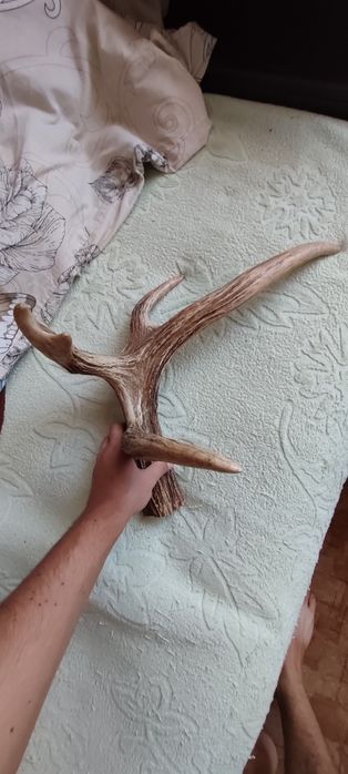 Продам Ріг оленя