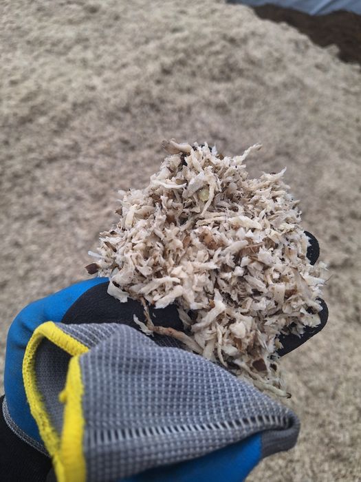 Wysłodki buraczane mokre świeże luzem szybka realizacja