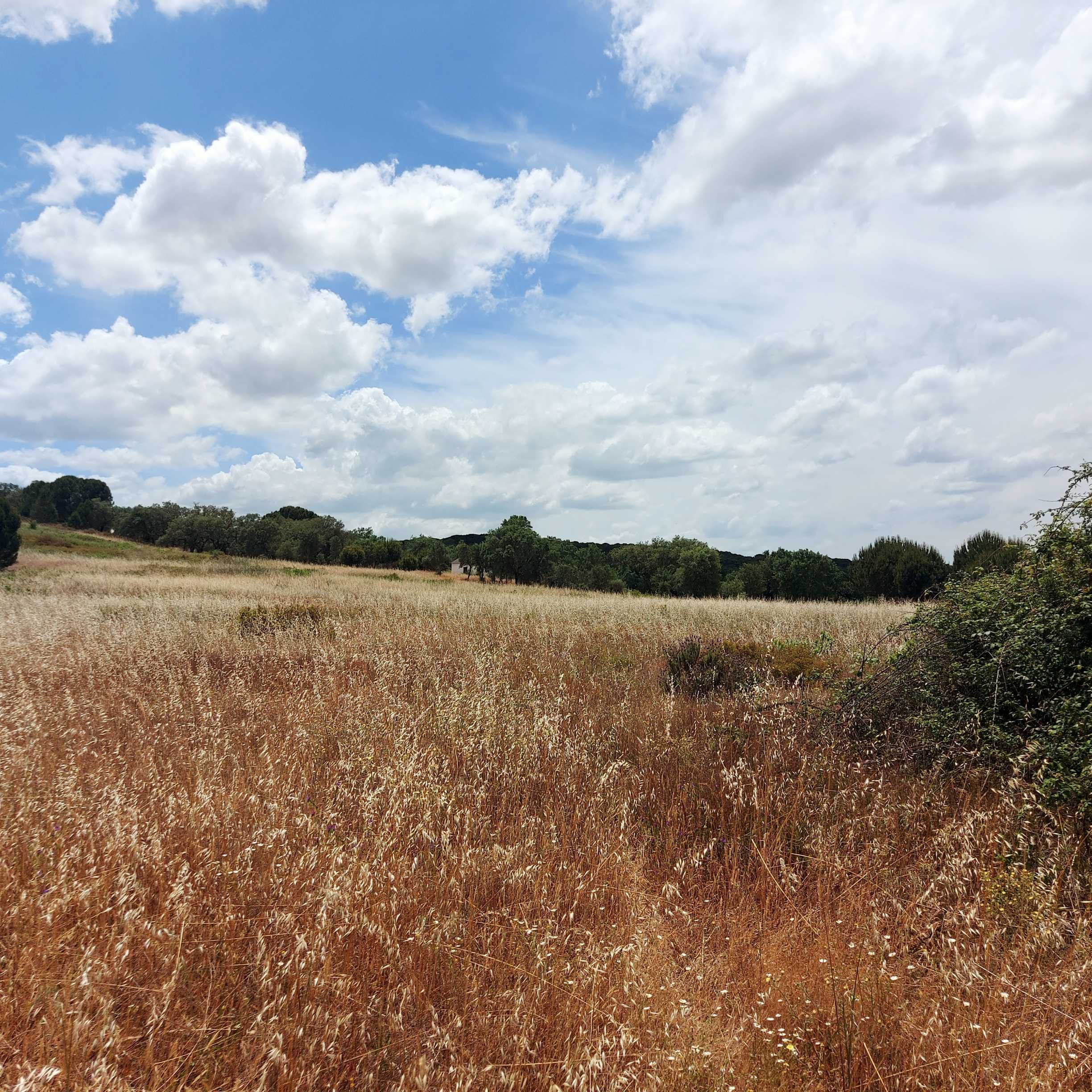 Terreno Rustico em Mora Cabecao