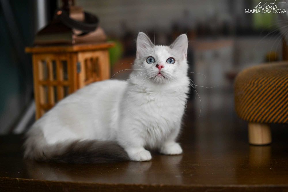 Уникальный голубоглазый кот — суперэлитный красавец!