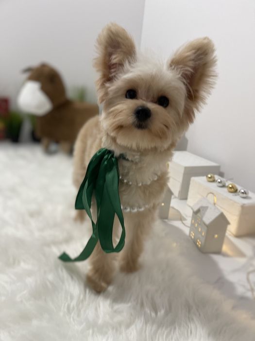 Міні-принцеси Помапу чекають на свої сімї