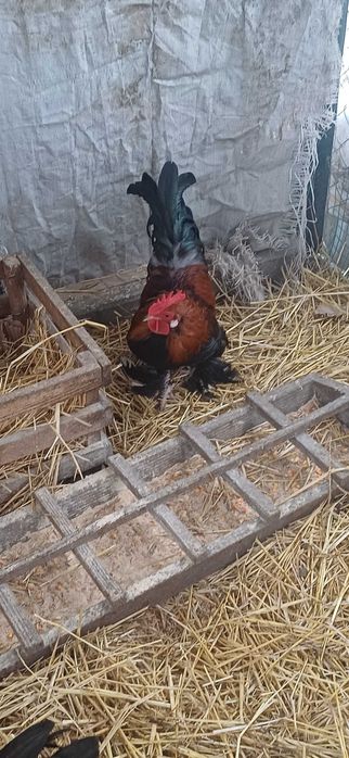 Продам  курочок,півників