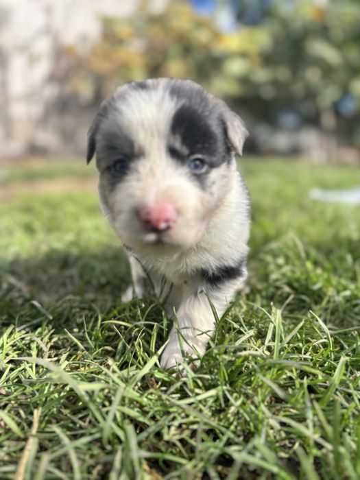 Border Collie- piesek