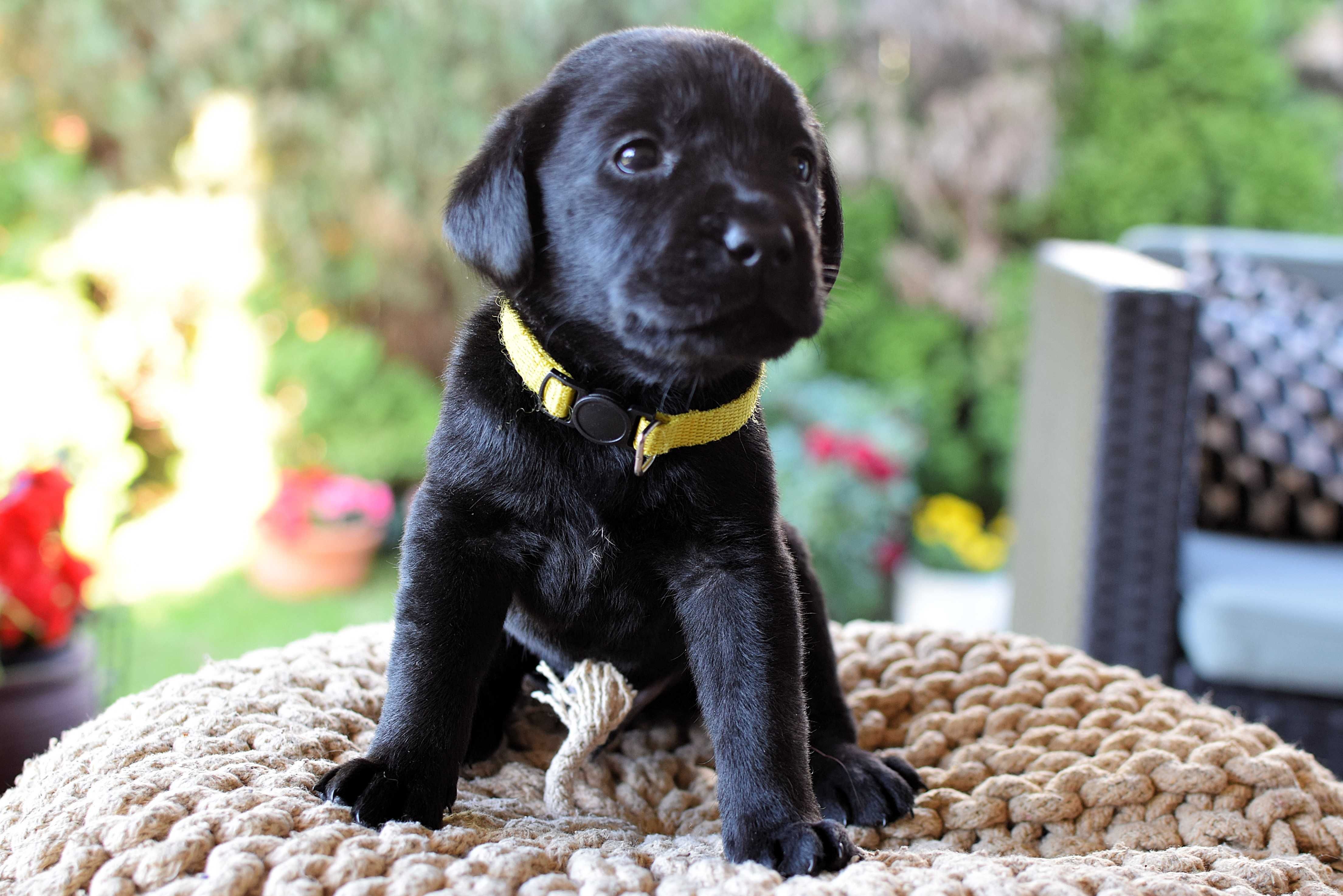 Piękny szczeniak Labrador Retriever