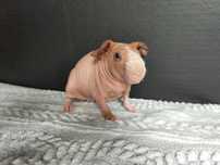 Dwa samce, świnki skinny, cavia domowa