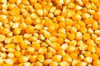 Sprzedam kukurydzę suchą
