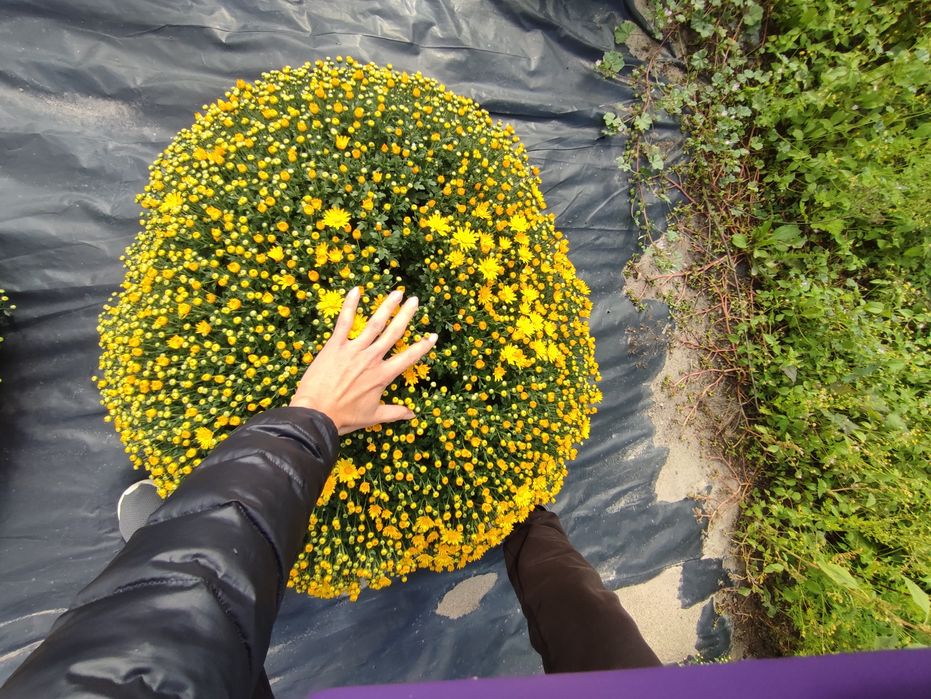 Хризантема мультифлора