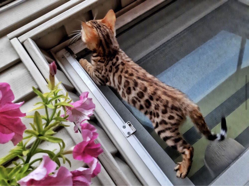 Бенгальские котята