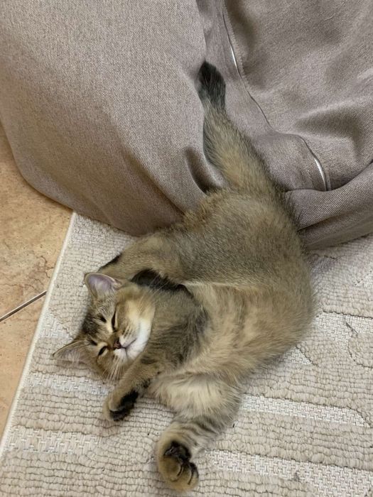 Шотладський котик золота шиншила