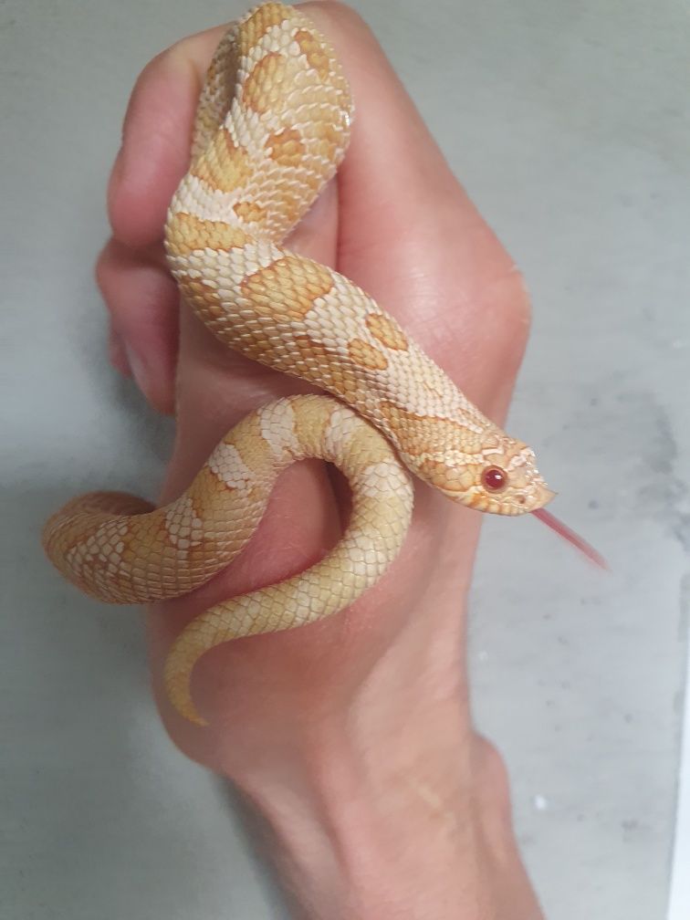 Heterodon zachodni samiec albino conda