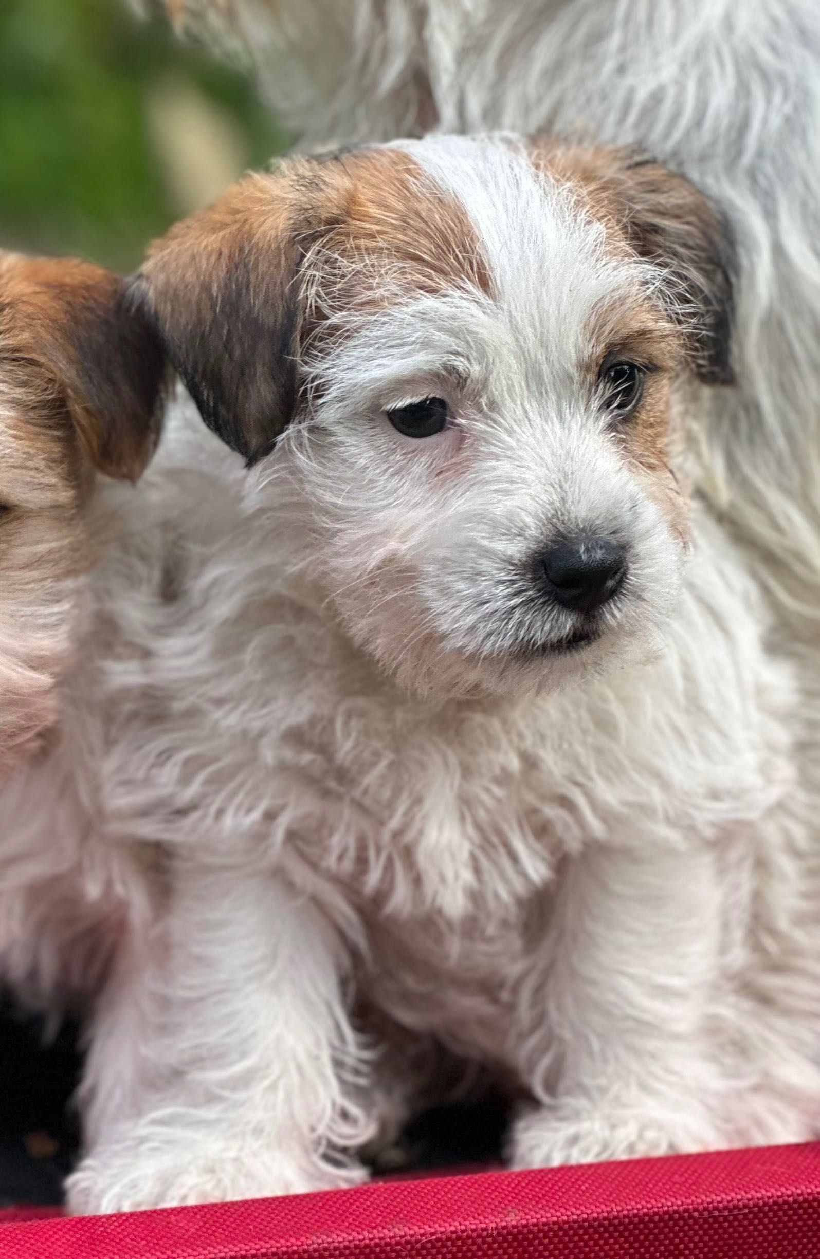 Jack Russell Terrier