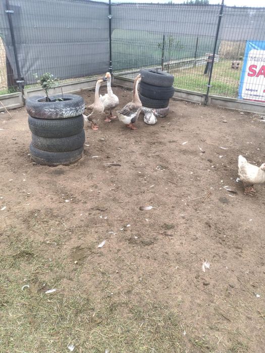 Sprzedam gęsi  z2024r