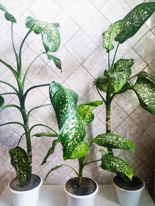 Диффенбахия недорого