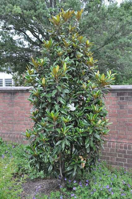 Magnolia grandiflora "Little Gem" zimozielona, pięknie pachnie