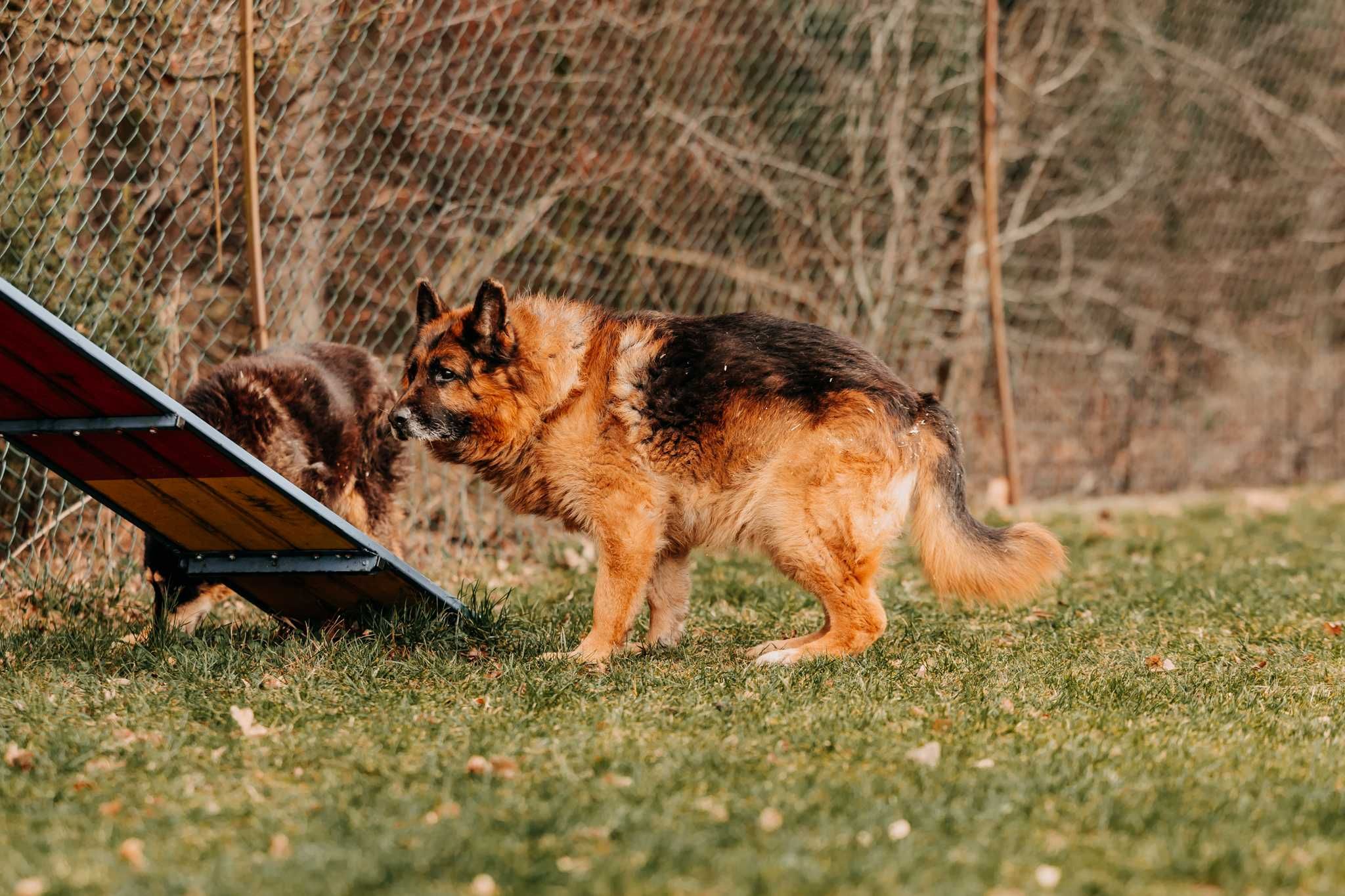 Sympatyczny, spokojny, zrównoważony Sting poleca się do adopcji!!!
