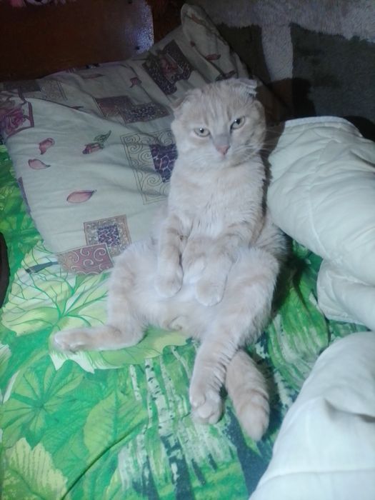 Ищю невесту кошечку для кота шотландец вислоухий рыжий