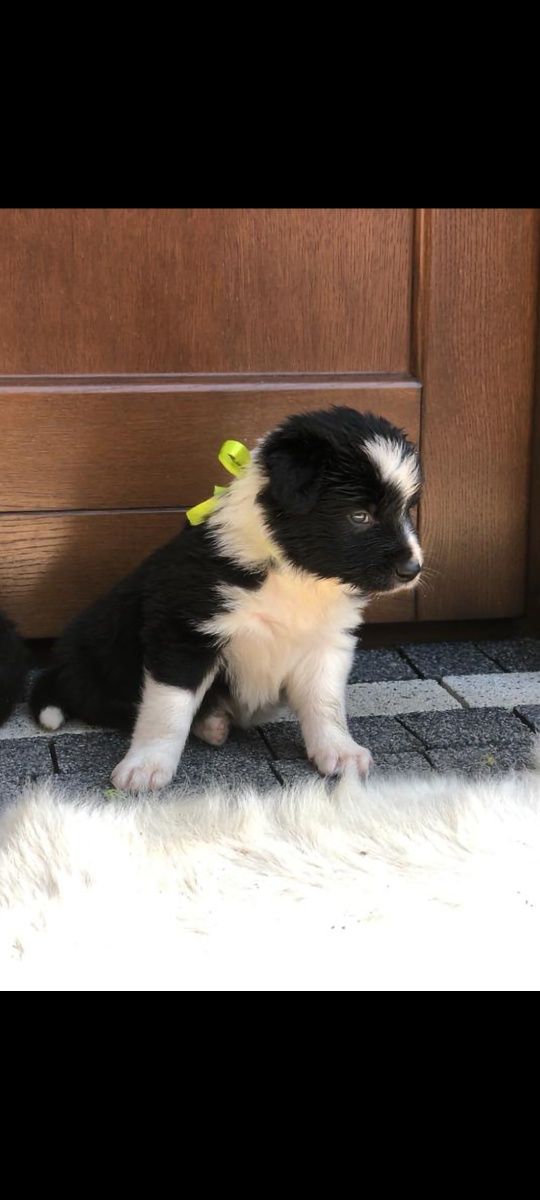 Border collie szczeniak