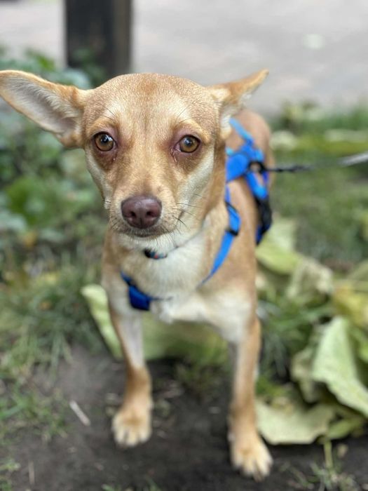Kochana mała sunia czeka na swój dom adoptuj