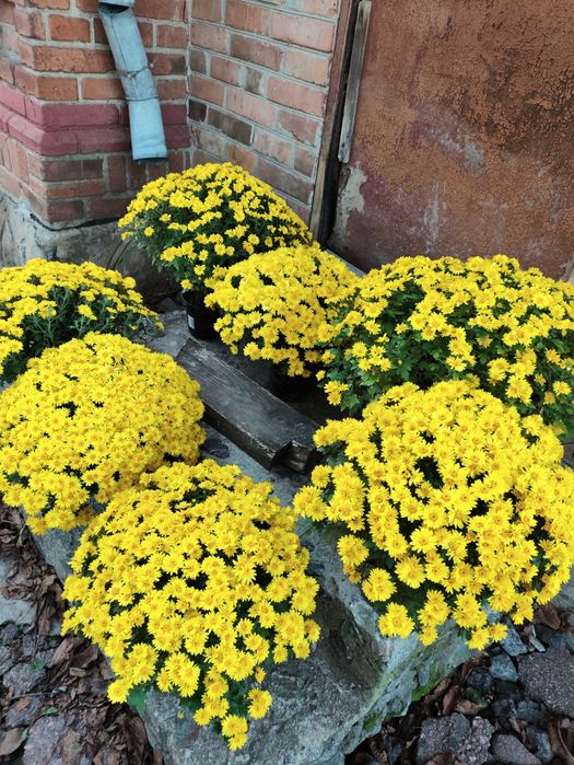 Хризантема мультифлора