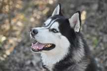 HADES czeka na kochający dom! siberian husky