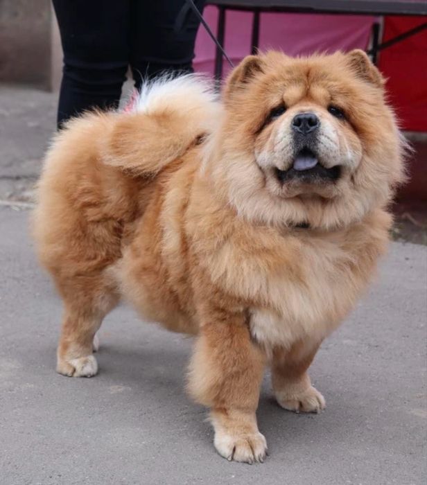 Взрослая  девочка чау чау