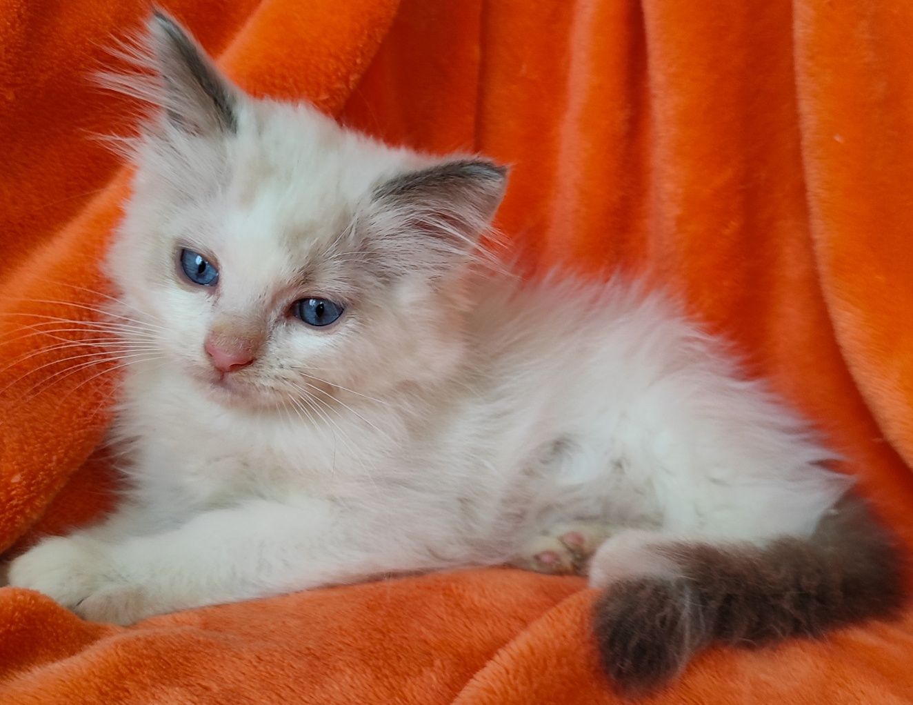 Niesbieski kocurek ragdoll z rodowodem FPL po IC