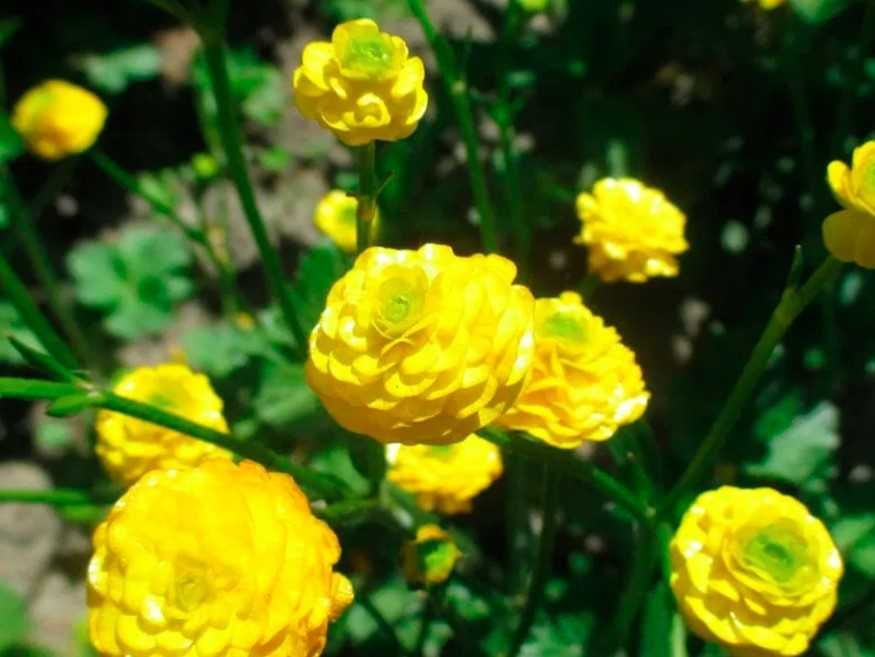 садовые растения выносливые , не капризные, дешево, декоративные цветы