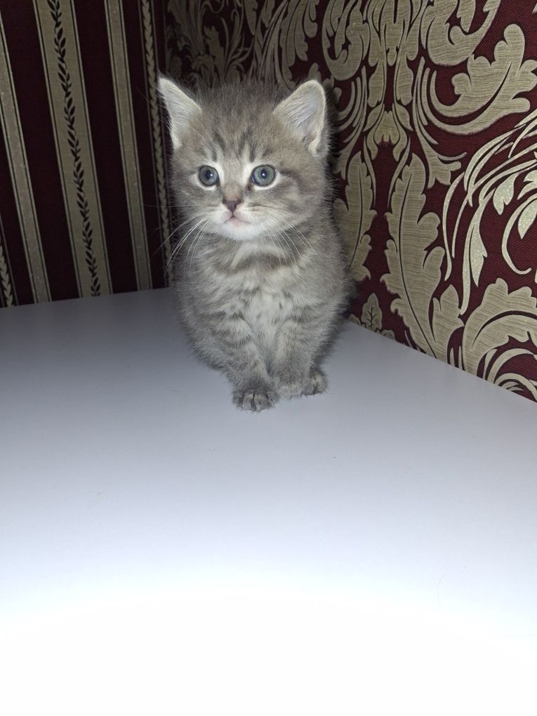 Продам маленьких котят
