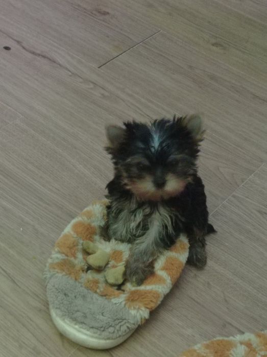 Хлопчики і дівчатка йорки