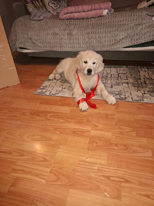 Sprzedam pieska  rasy Golden Retriever