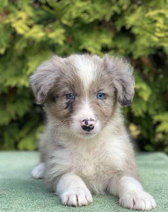 Border Collie ZARIAN do odbioru