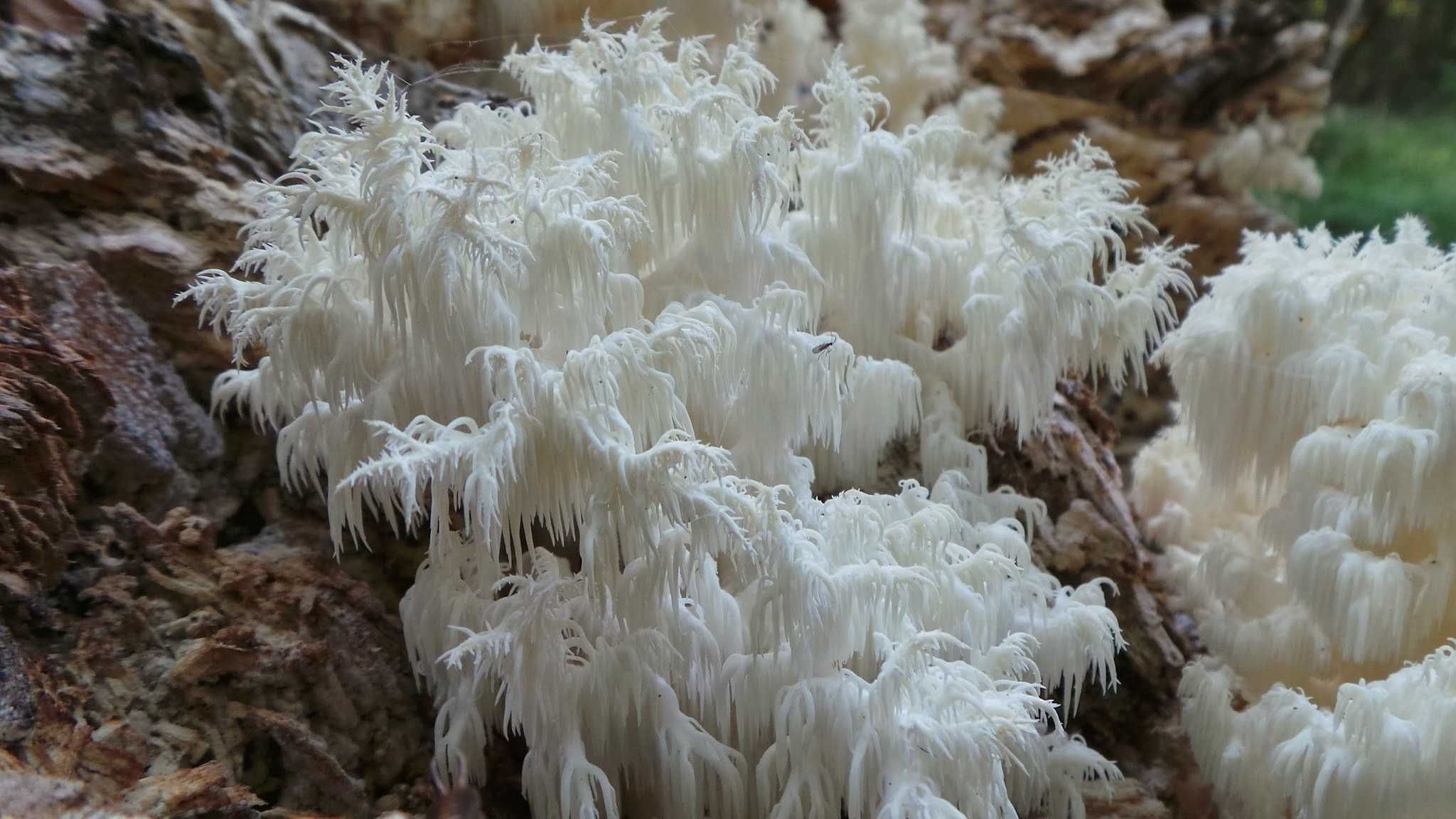 Мицелий Ежовика коралловидного