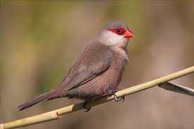 Aves exóticas anilhadas 2024/2025