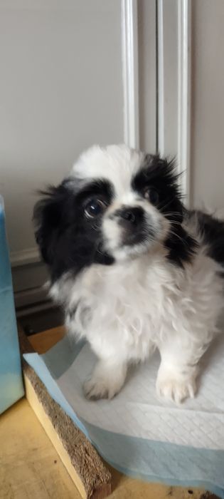 Pekińczyk szczeniak