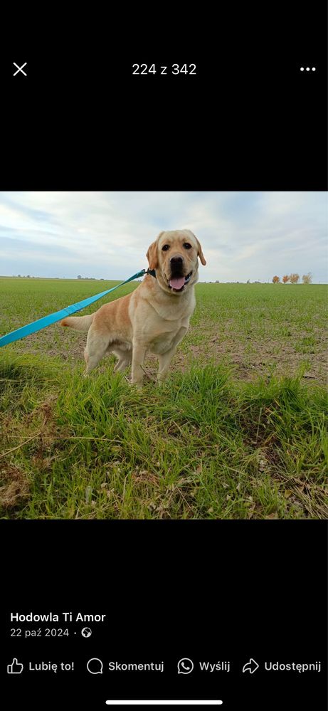 Labrador Retrivet miot A - Amina