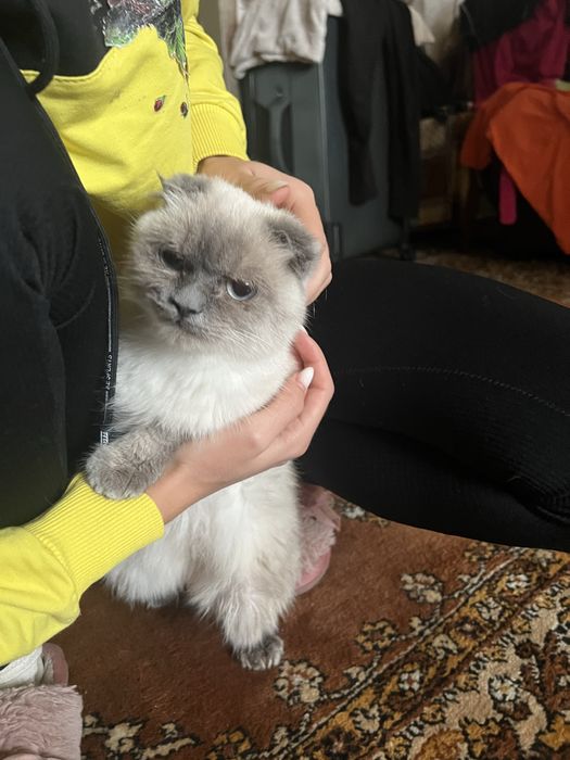 Продаю кицьочку, дуже ручна та ніжна