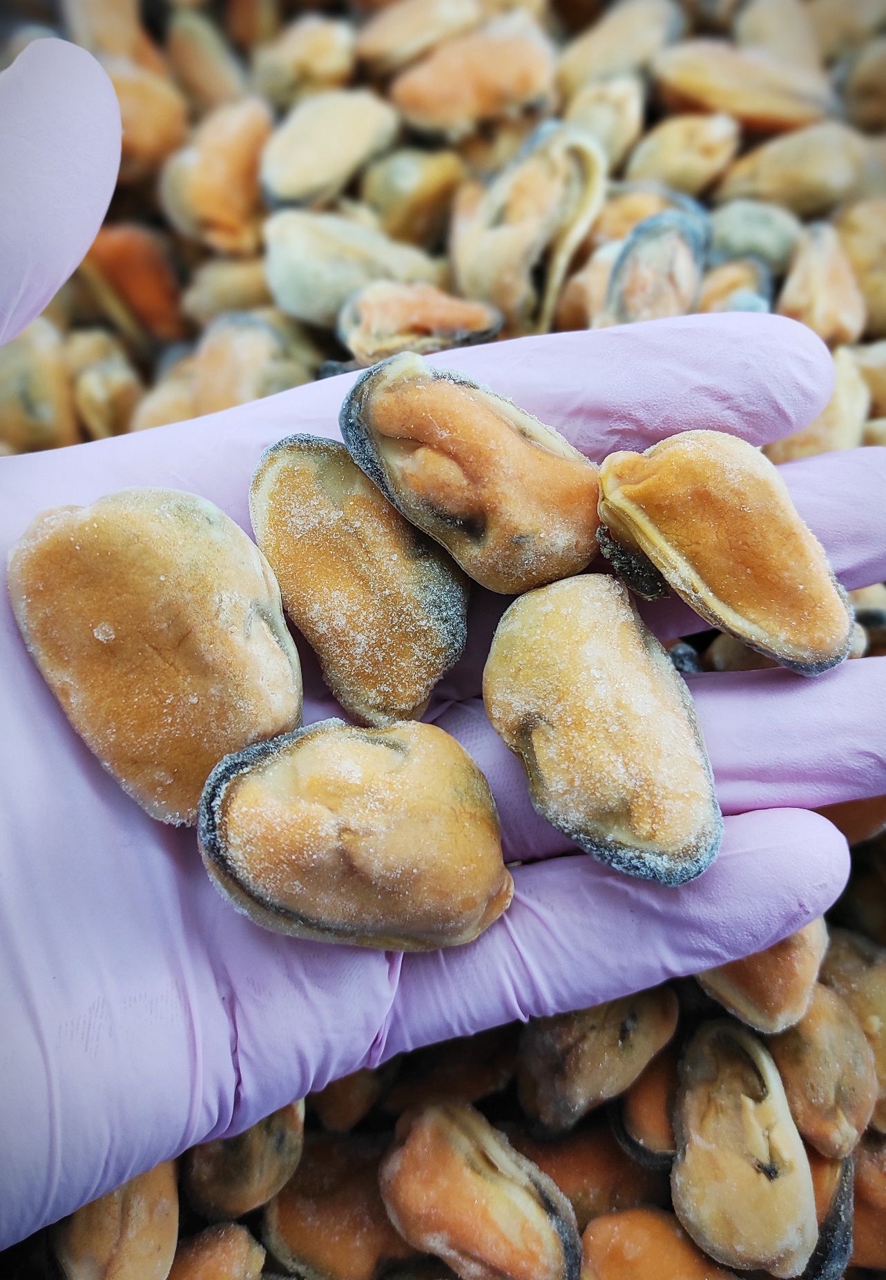 Кальмар, бебі восьминіг, бебі кальмар, мідія, м'ясо гребінця 1кг