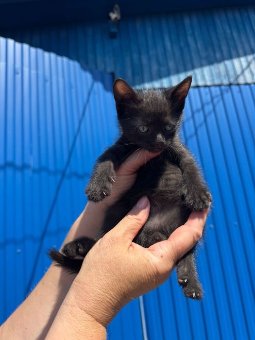 Кошенята, котенята, котики безкоштовно в хороші руки