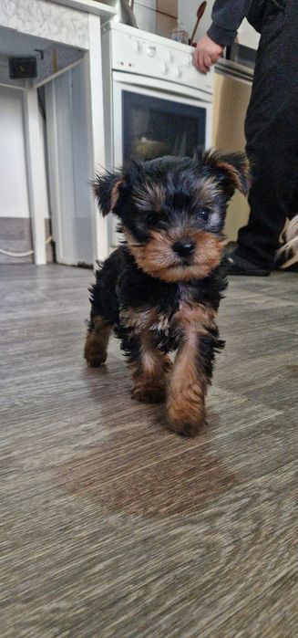 Щенки йорки 2 месяца