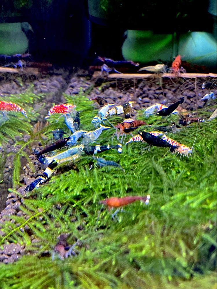 Krewetki Caridina Mix