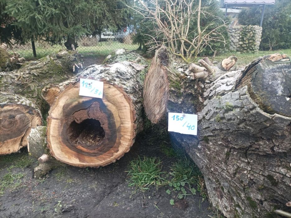 Orzech włoski - drewno